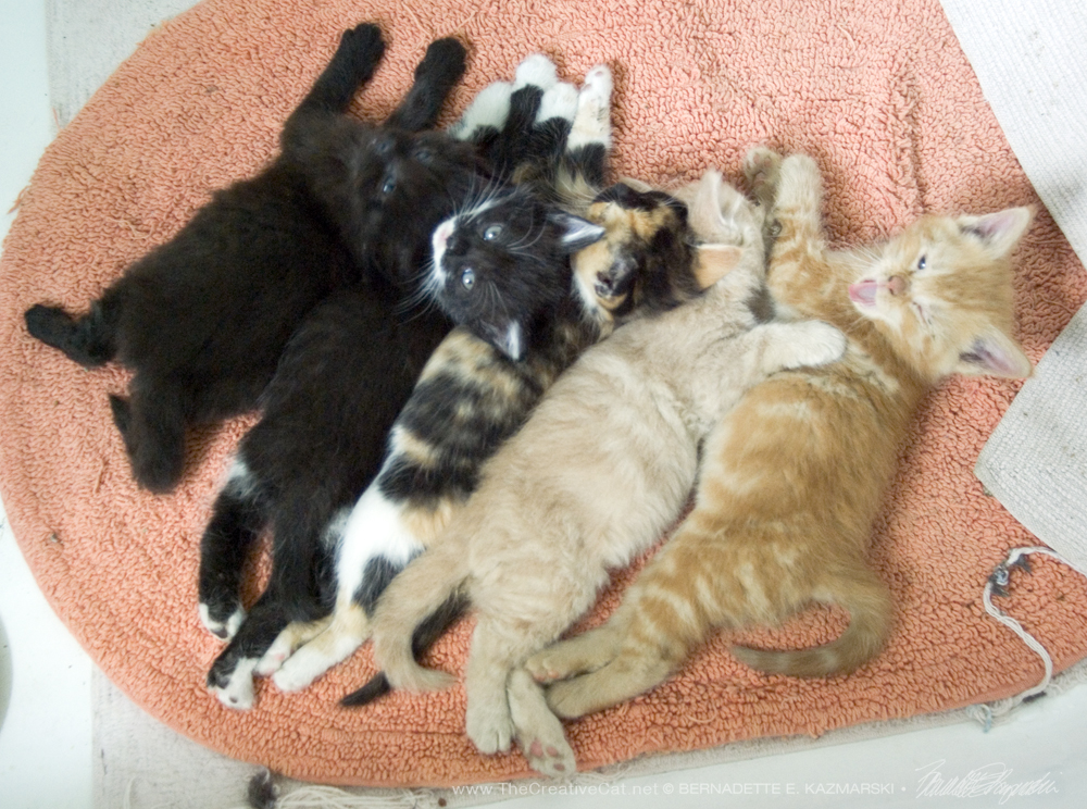 Five beautiful kittens!
