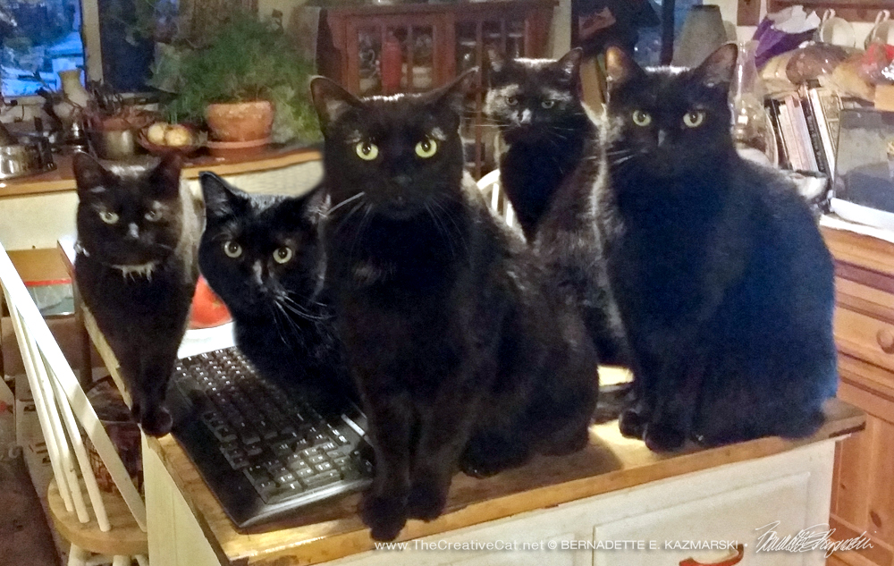 Как пройти черная кошка. Коты окружили. Страшный черный кот. Креативные кошки черные. Черные коты окружили белую.