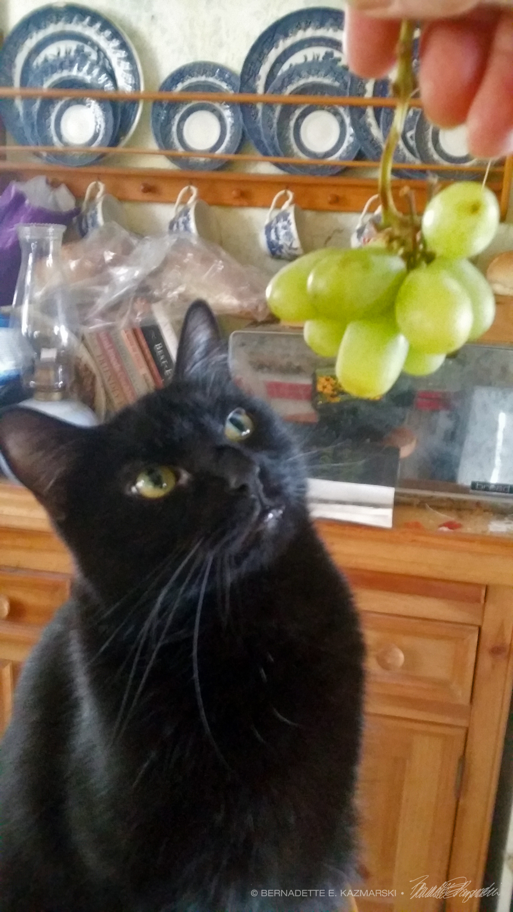 black cat with grapes