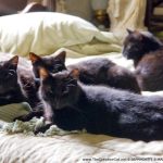 four black cats and one gray cat on bed