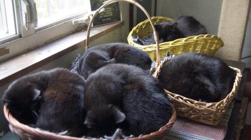 Five black cats in baskets