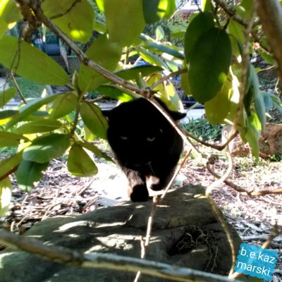 black cat under bush