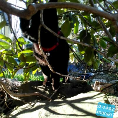 black cat under bush