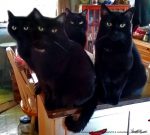 The Four Housecats of the Apocalypse await Second Breakfast