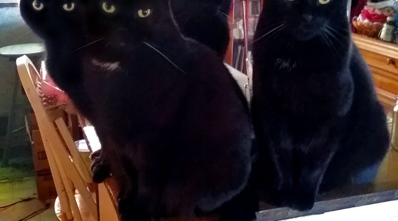 The Four Housecats of the Apocalypse await Second Breakfast