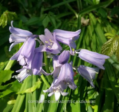 Wood hyacinths in the woodland garden.