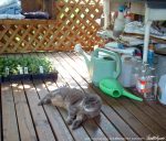 gray tabby cat on deck