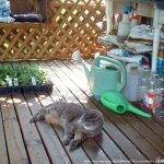 gray tabby cat on deck