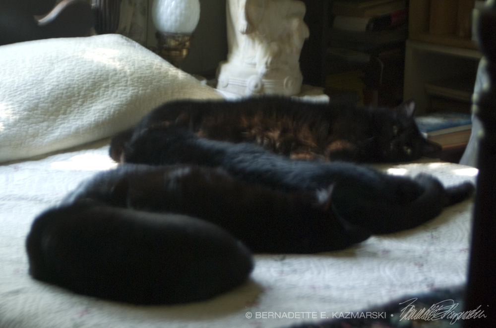 Small, Medium, Large and Extra Large Black Cats