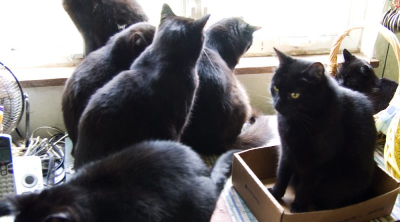 seven black cats at window