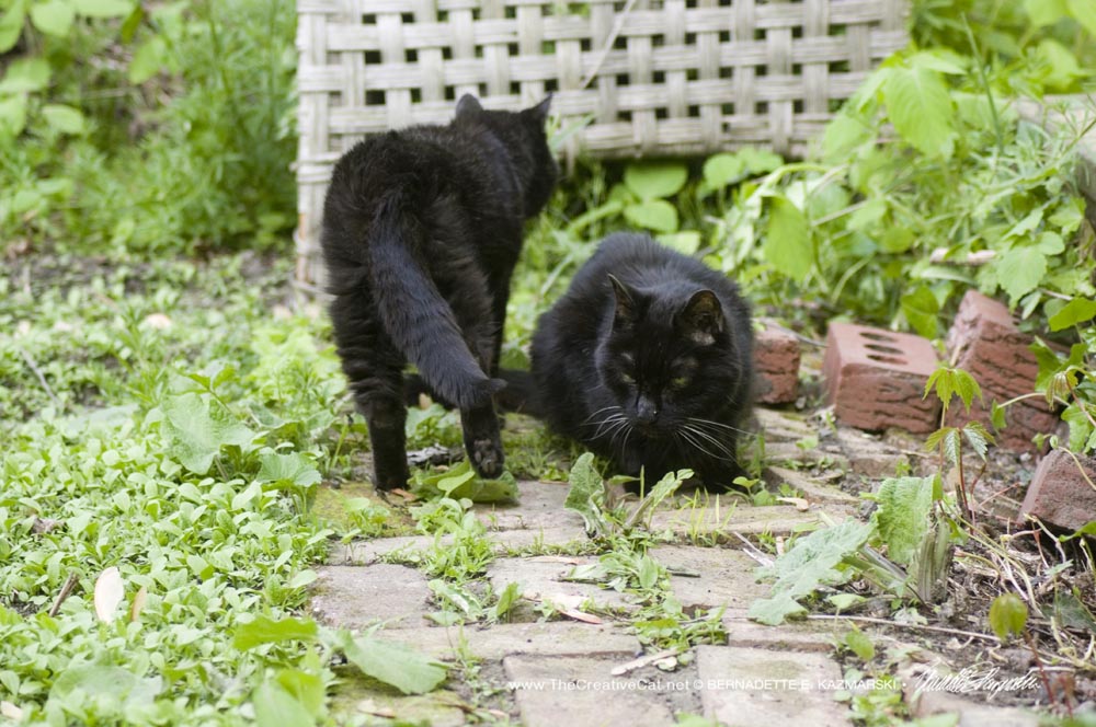 two black cats on path