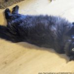 longhaired black cat on back on floor