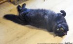 longhaired black cat on back on floor