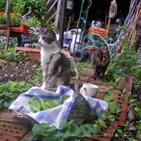The garden stewards, Namir and Cookie, and the controlled chaos of my garden in spring.