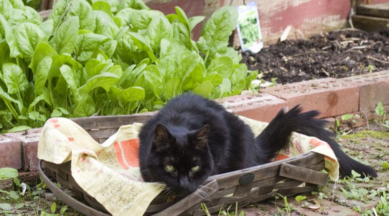 black cat in basket in garden