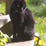 black cat on step with yellow flowers