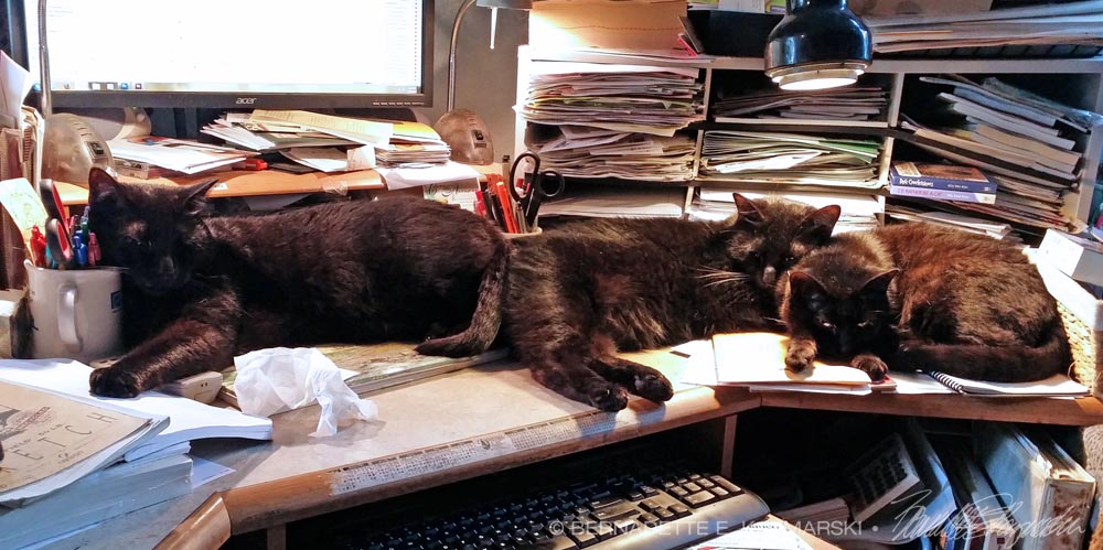 three black cats on desk
