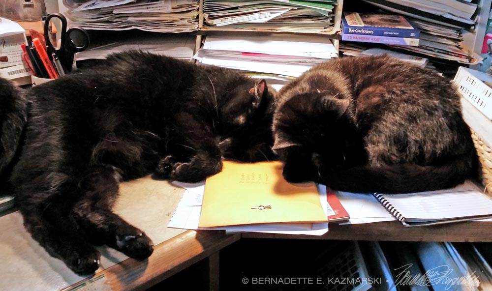 three black cats on desk