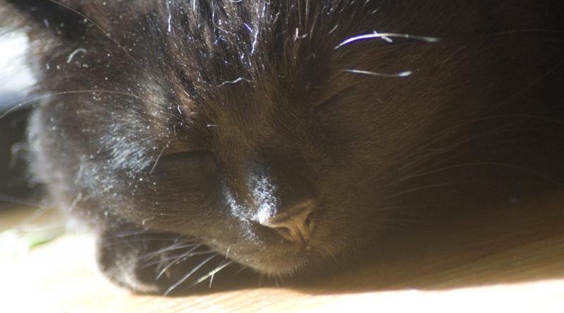 black cat napping