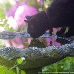 black cat drinking at bird bath