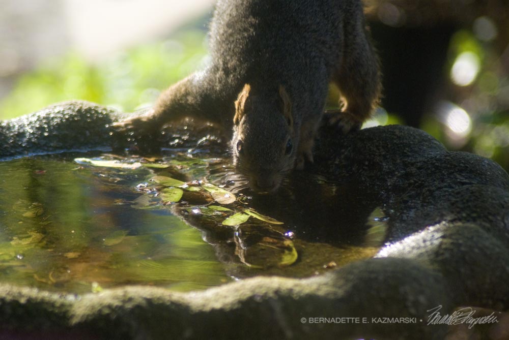 The squirrel has a drink in the birdbath.