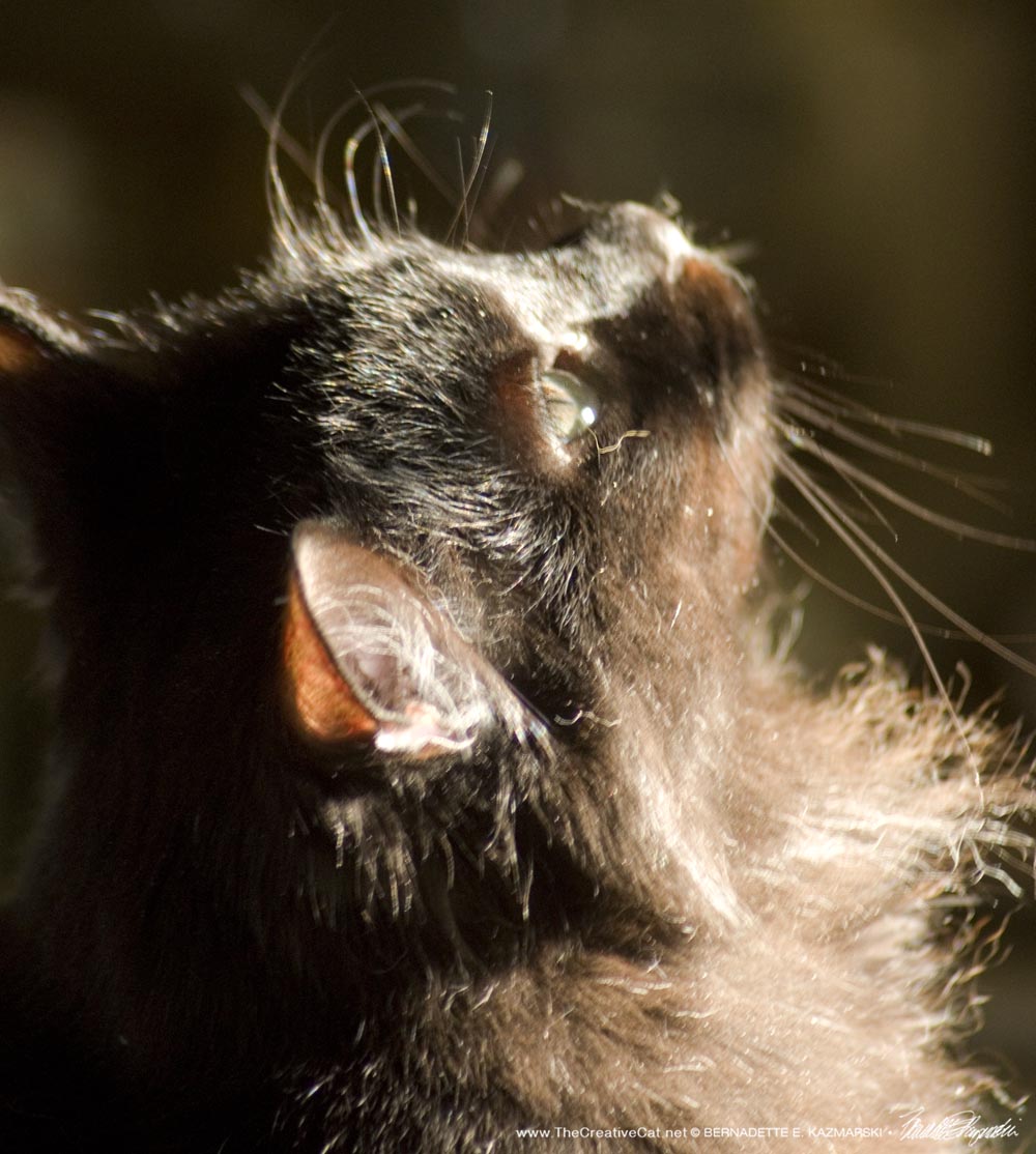 black cat in sun