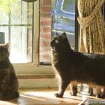 two cats by sunny window
