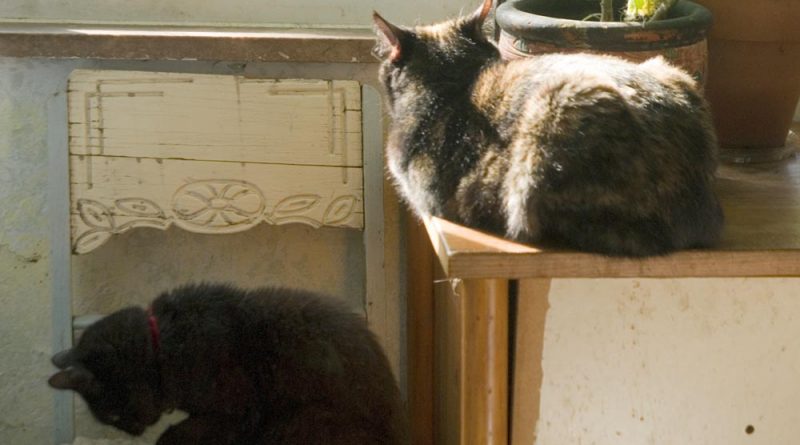 two cats sun naps