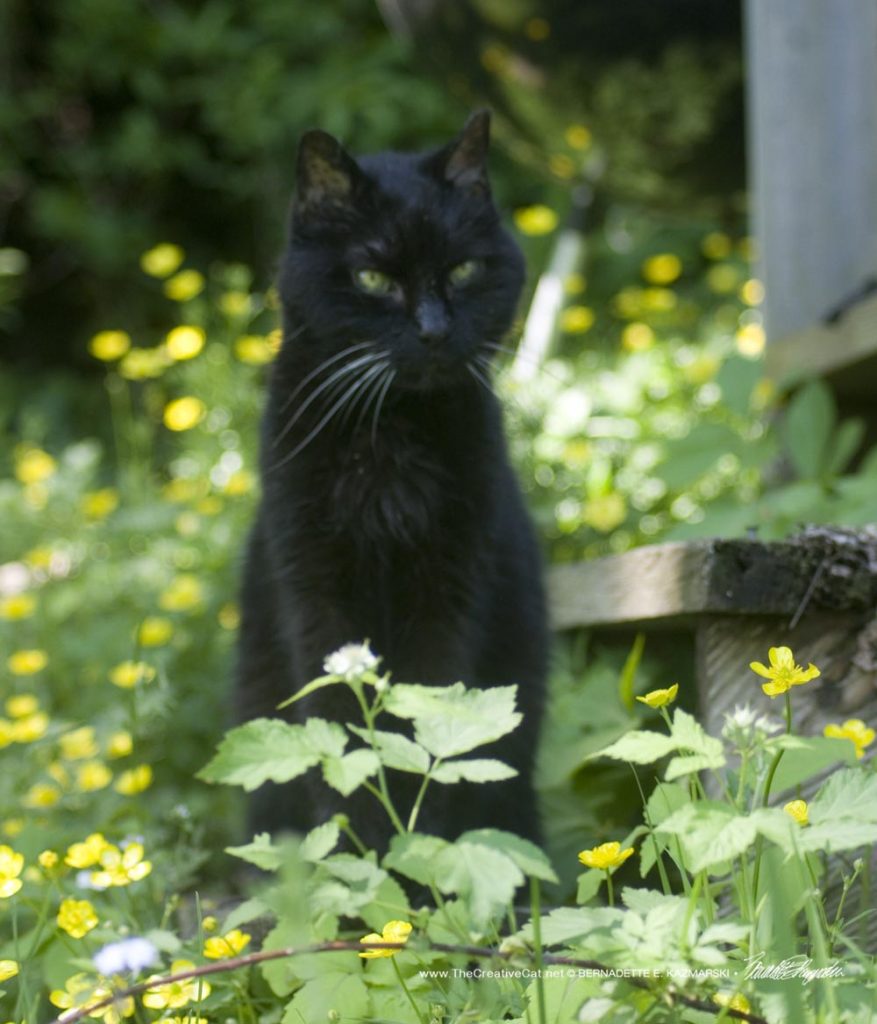 black cat in flowers