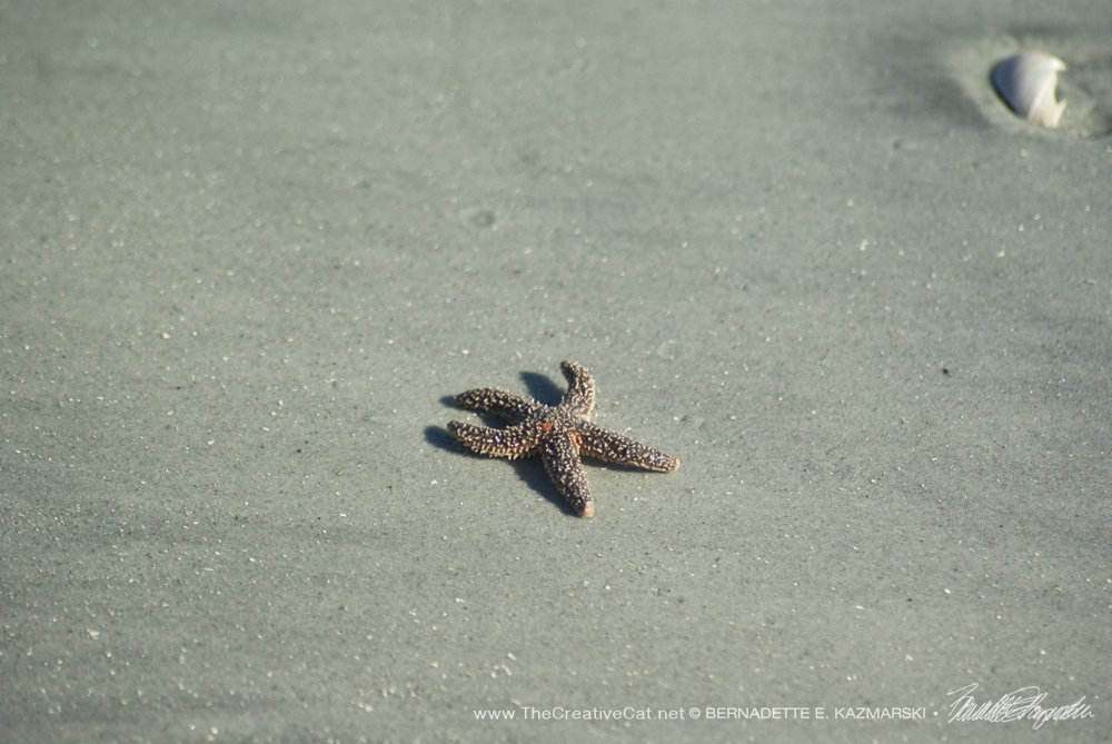 Go ahead and pick up that starfish.