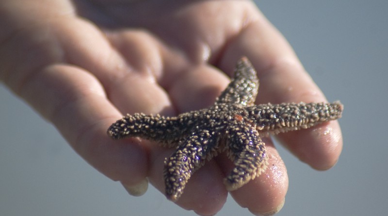 It makes a big difference to this starfish.