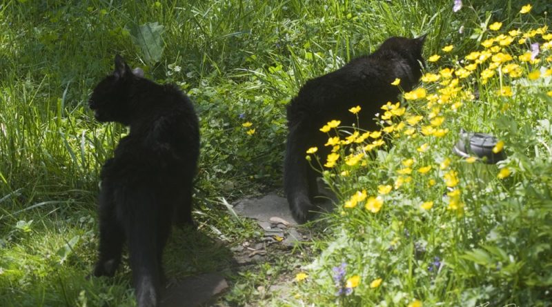 two black cats in garden with yellow flowers