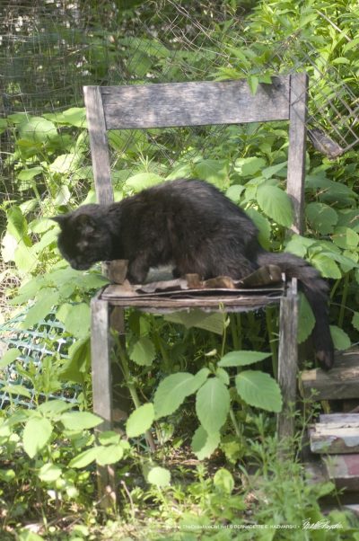 black cat on chair in garden