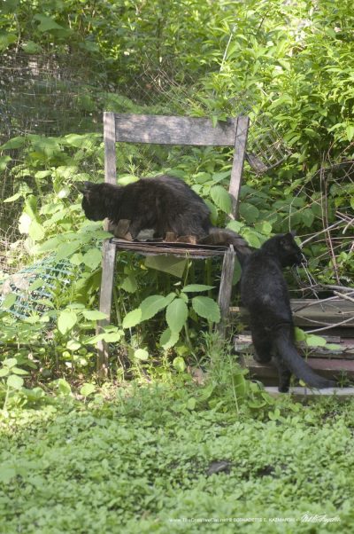 black cat on chair in garden
