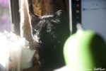 black cat watching among objects