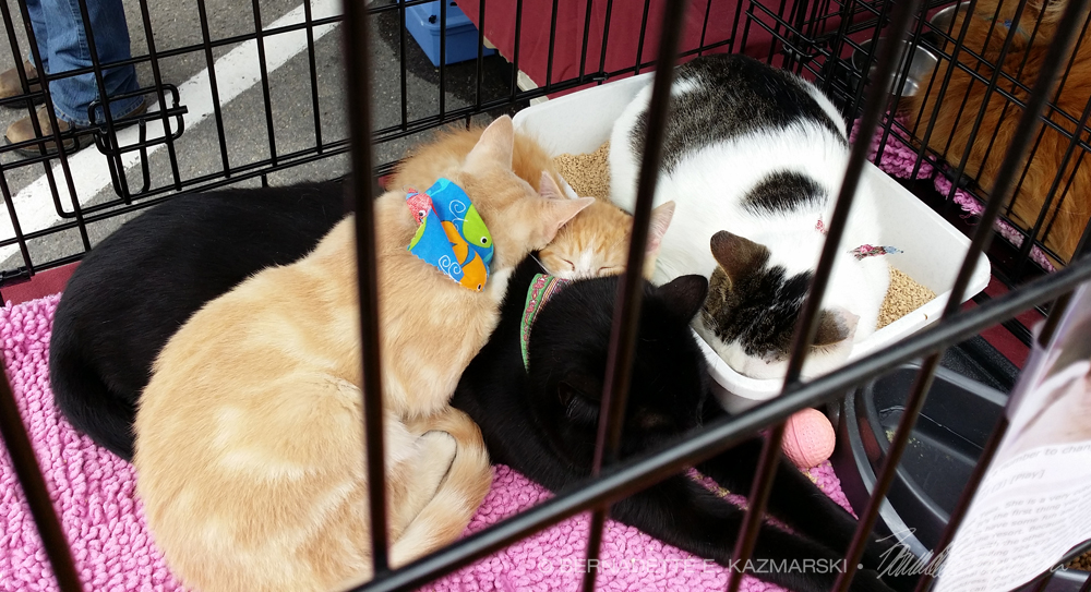 pile of cats in cage