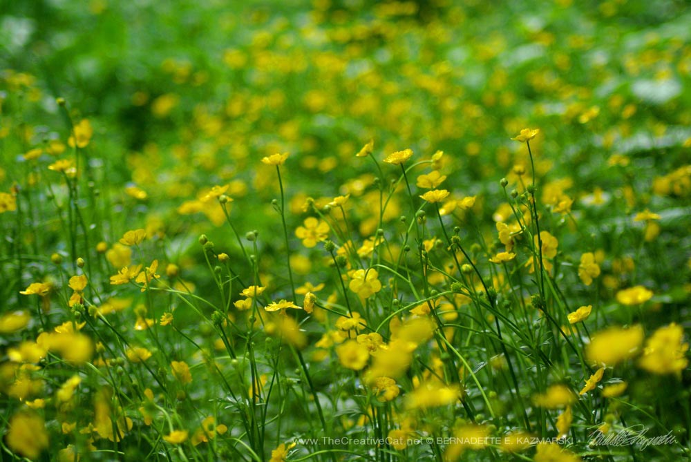 Buttercups waiting for the sun to come through.