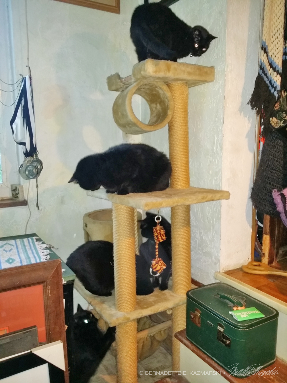 five black cats on cat tree