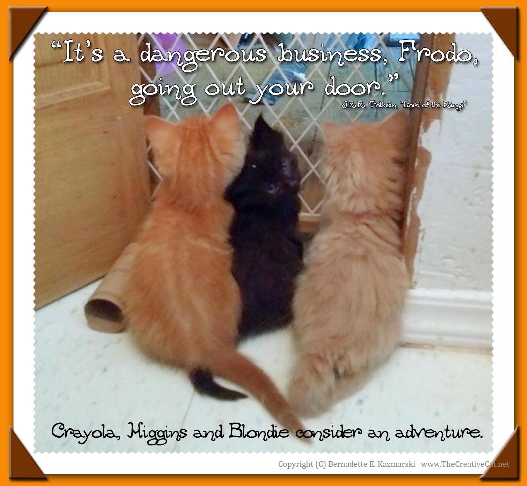 "It's a dangerous business, Frodo, going out your door." The three fuzzy brothers, Crayola, Higgins and Blondie, consider an adventure.