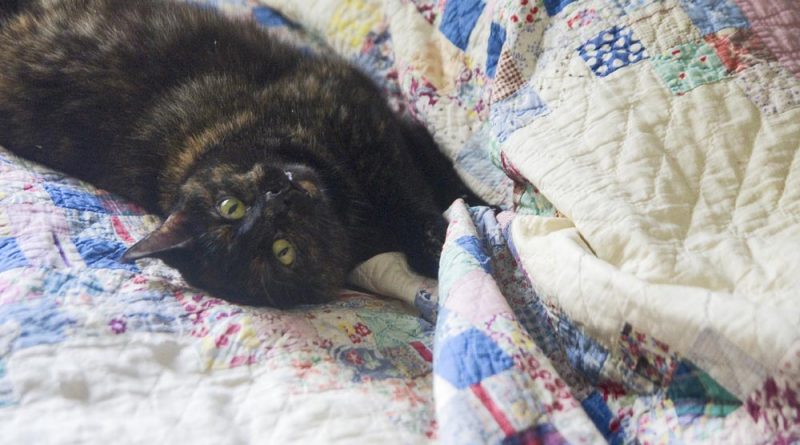 tortoiseshell cat on quilt