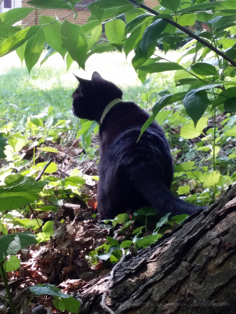 black cat under tree