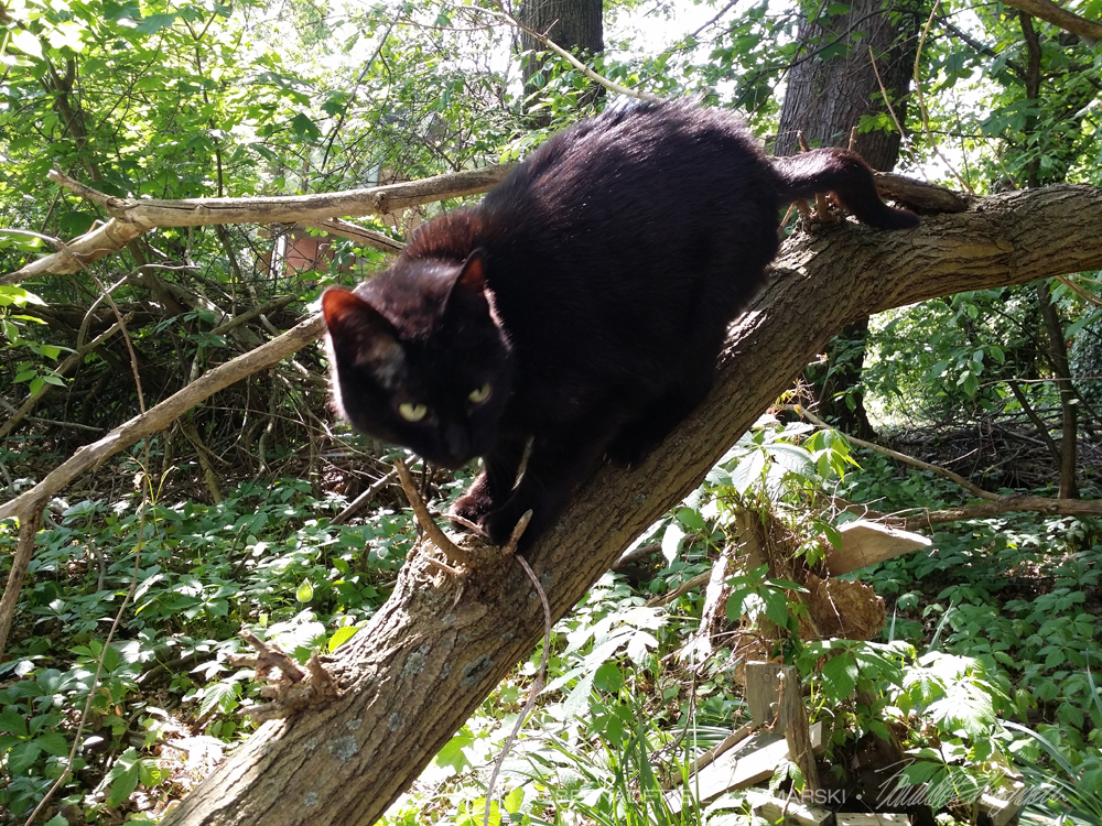 black cat in tree