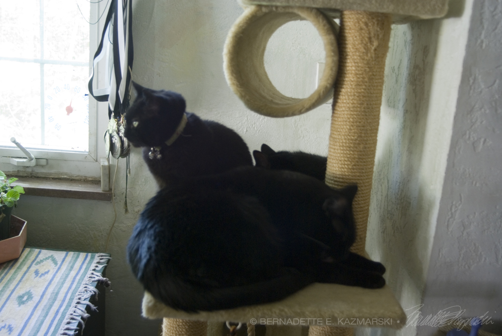 three black cats on cat tree