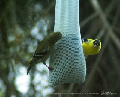 Date night for the goldfinches.