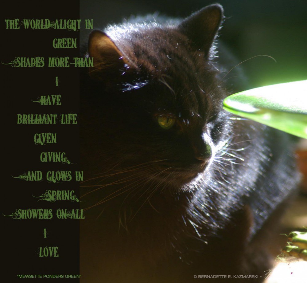 "Mewsette Ponders Green", poem and photo © Bernadette E. Kazmarski