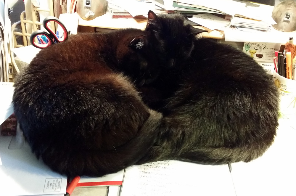 two black cats curled together