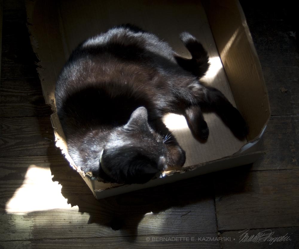black cat in box in sun