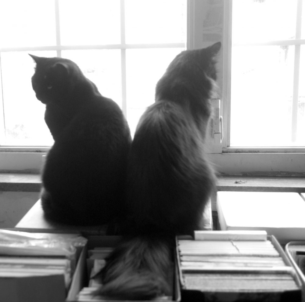 Bella and Hamlet at the sunny morning window.