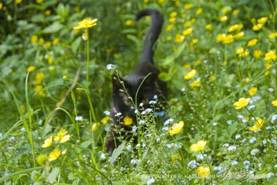 black cat in Mimi walks through the buttercups and forget-me-nots.