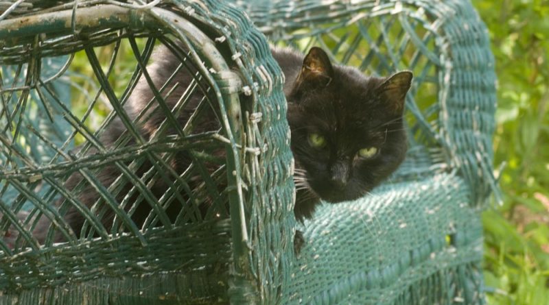black cat on green wicker loveseat